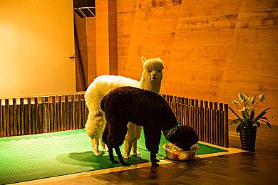 《幻兽帕鲁》开发者不担心玩家流失：休息下再回来玩